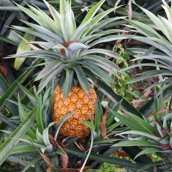 Buy Ananas Fruit Plant