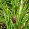 Ananas Fruit Plant