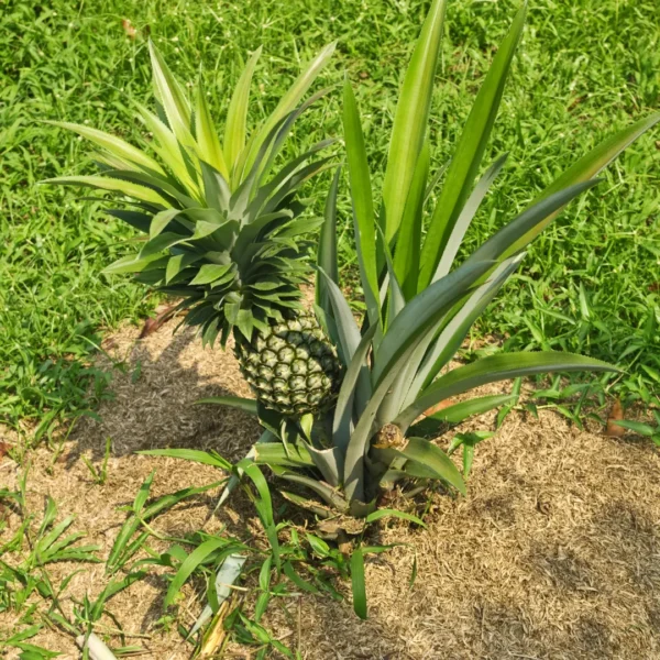 Ananas comosus Plant - Nursery Nisarga