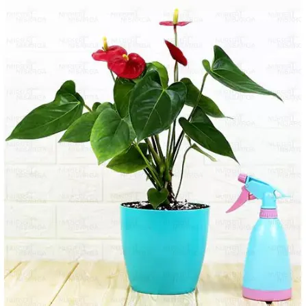 Buy Anthurium, Laceleaf plant - Best price online at Nursery Nisarga