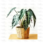 Buy Alocasia Bambino Arrow Plant - Nursery Nisarga