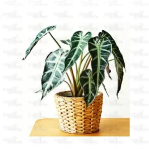 Buy Alocasia Bambino Arrow Plant - Nursery Nisarga