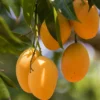 Buy Alphonso Mango, Hapus aam online - Nursery Nisarga