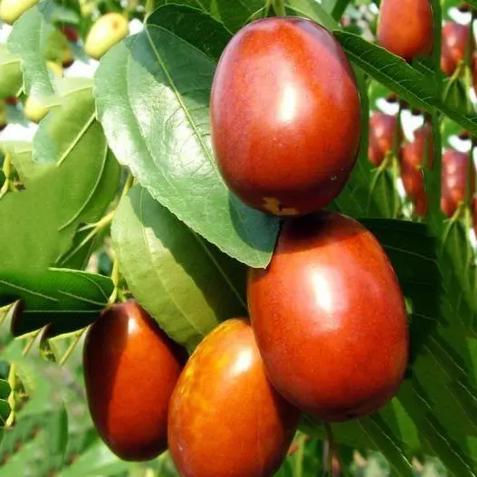 Buy Ziziphus mauritiana/ Ber plant/Apple ber/ Indian Jujube - Nursery Nisarga