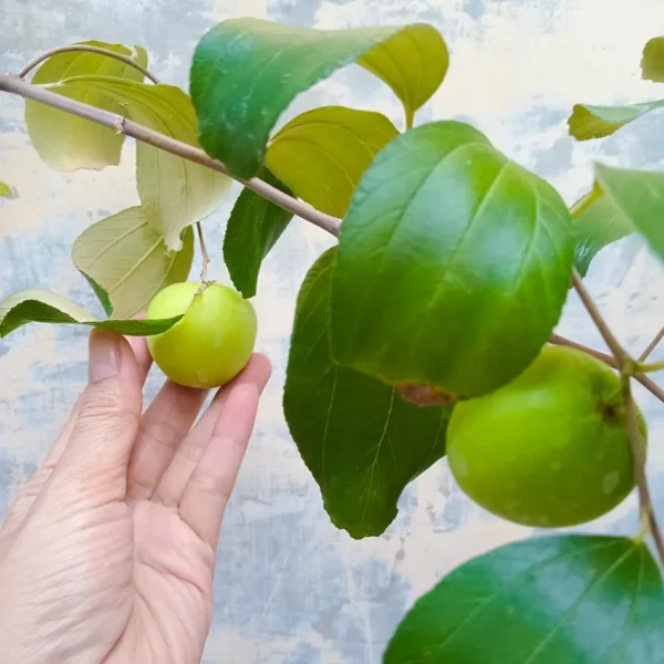 Buy Ziziphus mauritiana/ Ber plant/Apple ber/ Indian Jujube - Nursery Nisarga