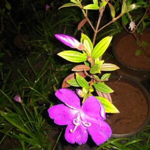 Begum bahar, Glory bush and purple glory tree