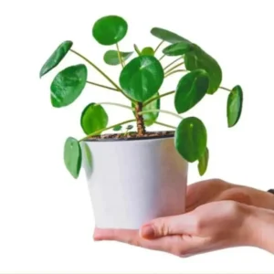 Buy chinese money plant - Nursery Nisarga
