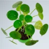 Buy chinese money plant - Nursery Nisarga