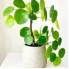 Buy chinese money plant - Nursery Nisarga