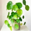 Buy chinese money plant - Nursery Nisarga