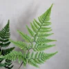 Buy Rabbit foot Fern | Davallia fejeensis - Plants From Nursery Nisarga