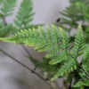 Buy Rabbit foot Fern | Davallia fejeensis - Plants From Nursery Nisarga