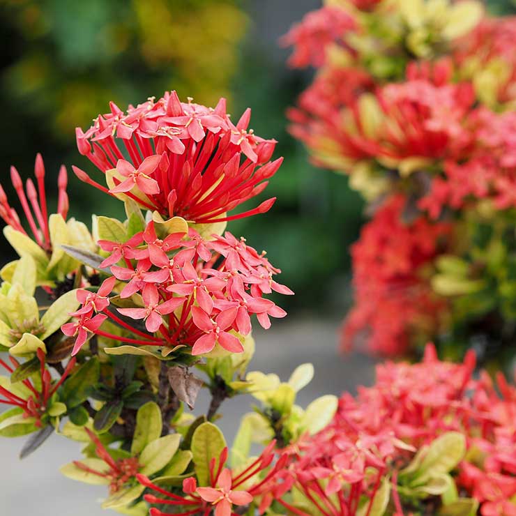 Mini ixora plant, Ixora Dwarf Plant Nursery Nisarga