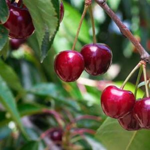 Buy Cherry plant
