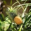 Buy pineapple plant- Nursery Nisarga