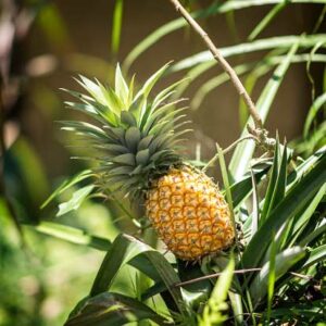 Buy pineapple plant- Nursery Nisarga