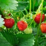 Strawberry Plant