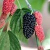 Buy Mulberry, shahtoot - plant online at Nursery Nisarga