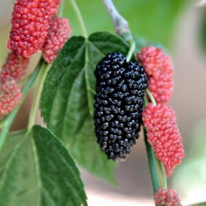 Buy Mulberry, shahtoot - plant online at Nursery Nisarga