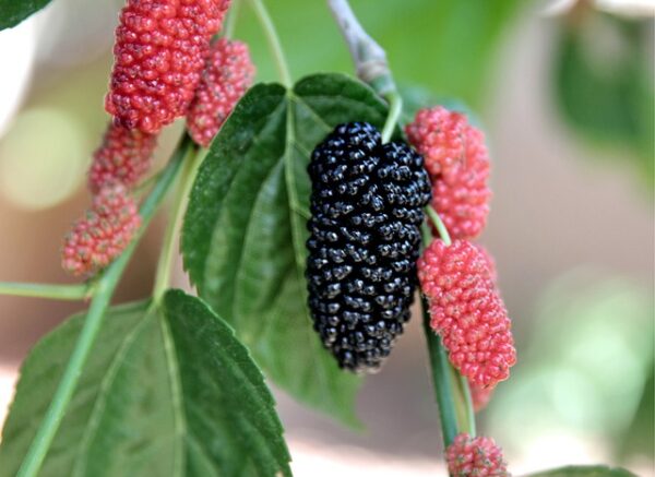 Buy Mulberry, shahtoot - plant online at Nursery Nisarga