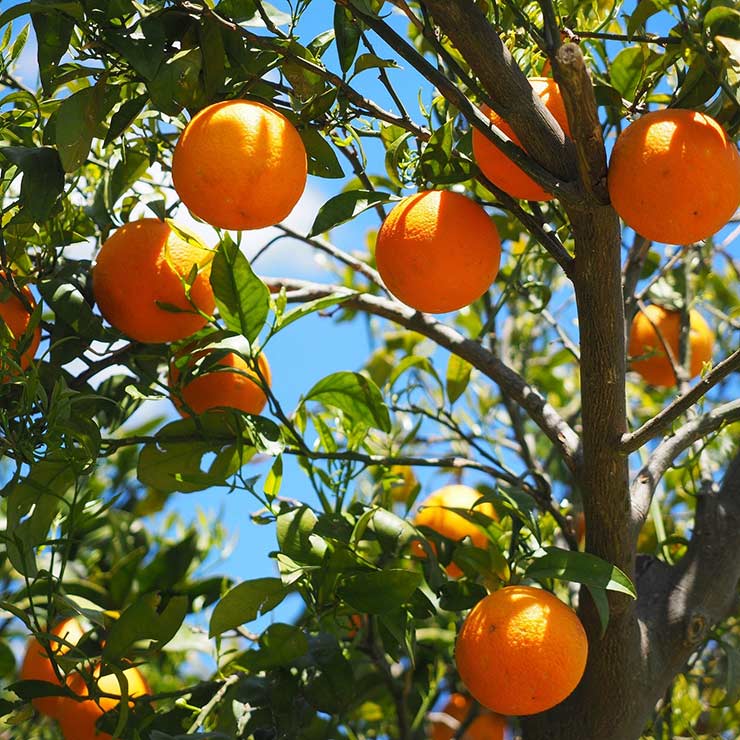 Orange Plant (Grafted) Buy Citrus sinensis plant - Nursery Nisarga