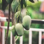 Buy Alphonso Mango, Hapus aam online - Nursery Nisarga