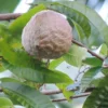 Buy Ramphal Wild Sweetsop Plant - Nursery Nisarga