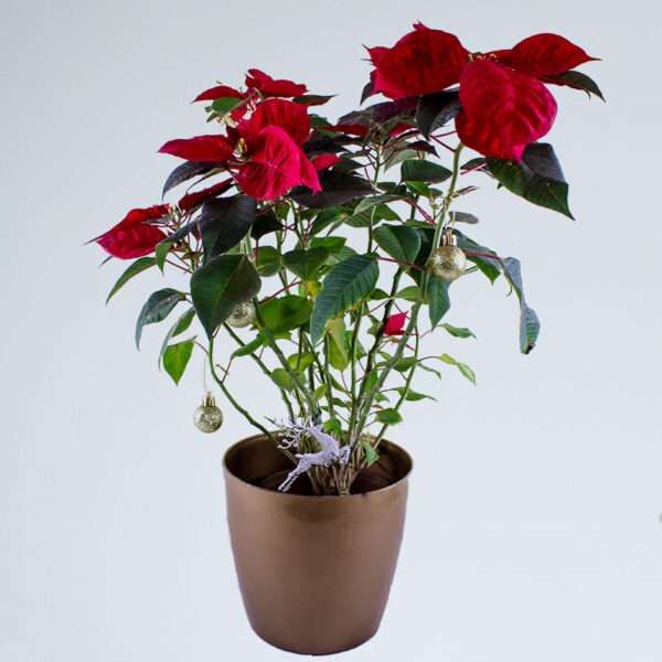 Buy Poinsettia plant- christmas flower