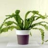 Buy Bird Nest Fern -Asplenium Nidus Plant