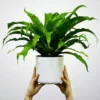 Buy Bird Nest Fern -Asplenium Nidus Plant - 20% Off online at Nursery Nisarga