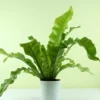 Buy Bird Nest Fern -Asplenium Nidus Plant - 20% Off online at Nursery Nisarga