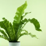 Buy Bird Nest Fern -Asplenium Nidus Plant - 20% Off online at Nursery Nisarga