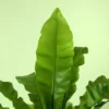 Buy Bird Nest Fern -Asplenium Nidus Plant - 20% Off online at Nursery Nisarga