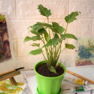 Buy Philodendron Xanadu, Best indoor foliage plant - Nursery Nisarga