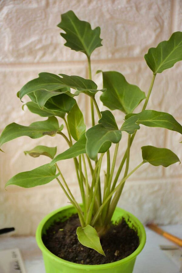 Leafs of Philodendron Xanadu, best indoor foliage plant - Nursery Nisarga
