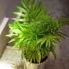 Parlour palm with glossy leafs online - Nursery Nisarga