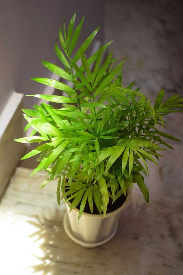 Parlour palm with glossy leafs online - Nursery Nisarga