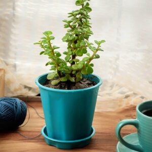 Buy Jade plant - Crassula Ovata gift plant for love ones - Nursery Nisarga