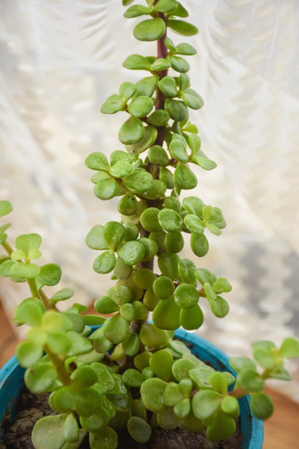 Jade plant, gift plant - Nursery Nisarga
