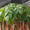 Buy Pachira Aquatica | Money Tree - Plants from Nursery Nisarga