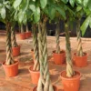 Buy Pachira Aquatica | Money Tree - Plants from Nursery Nisarga