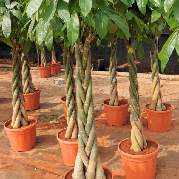Buy Pachira Aquatica | Money Tree - Plants from Nursery Nisarga