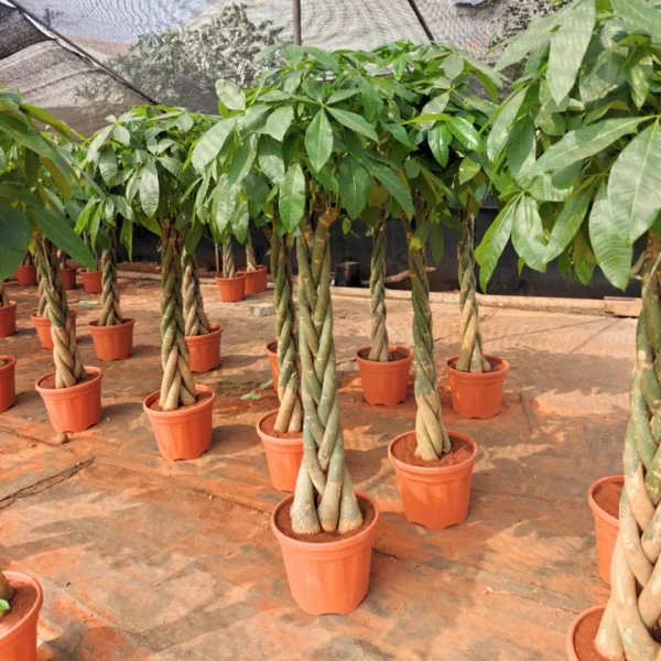 Buy Pachira Aquatica | Money Tree - Plants from Nursery Nisarga