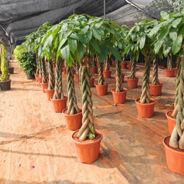 Buy Pachira Aquatica | Money Tree - Plants from Nursery Nisarga