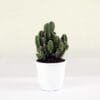 Exotic Elongated Cactus plant on sale - 40% off on Succulent plant