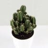 Exotic Elongated Cactus plant on sale - 40% off on Succulent plant