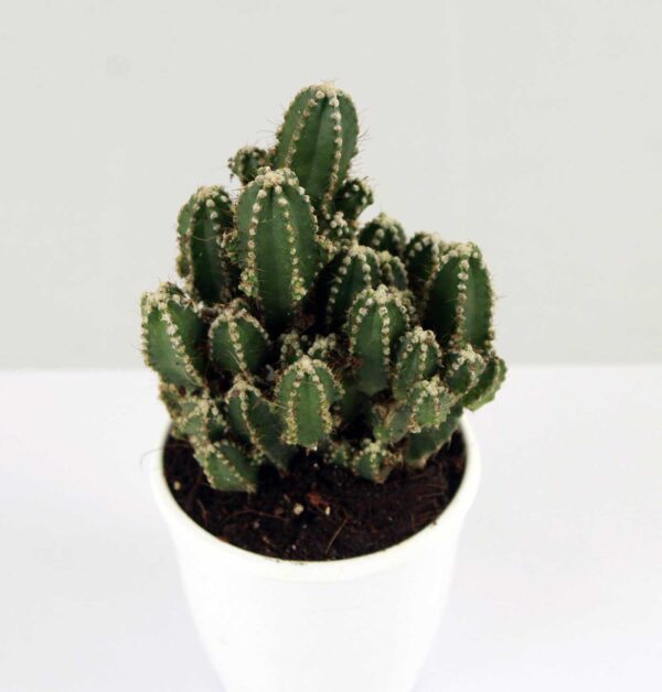 Exotic Elongated Cactus plant on sale - 40% off on Succulent plant