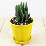 Exotic Elongated Cactus plant on sale - 40% off on Succulent plant