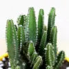 Exotic Elongated Cactus plant on sale - 40% off on Succulent plant