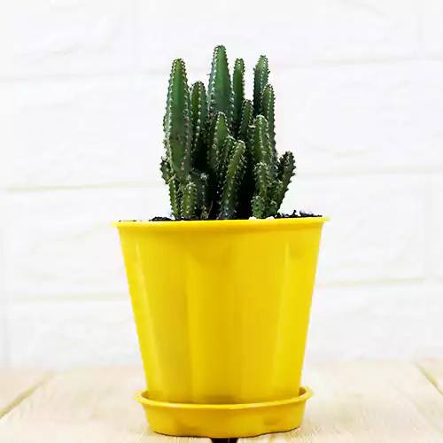Exotic Elongated Cactus plant on sale - 40% off on Succulent plant